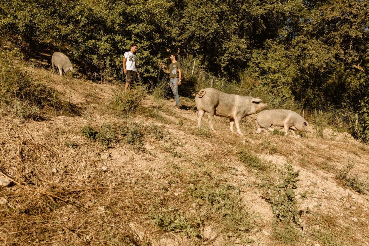 אומברטידה Agriturismo Le Radici מראה חיצוני תמונה